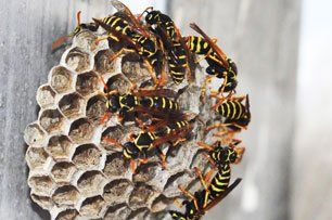 Bee Control