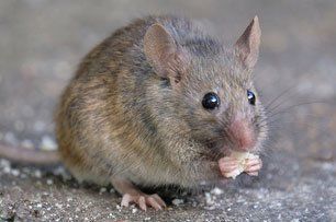 Rodent