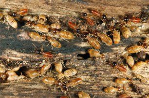 Termite control