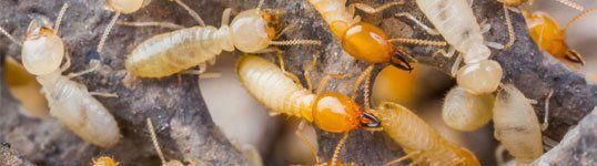 Termites