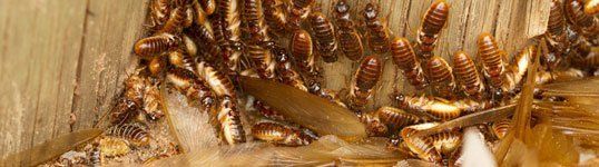 Termite infestation