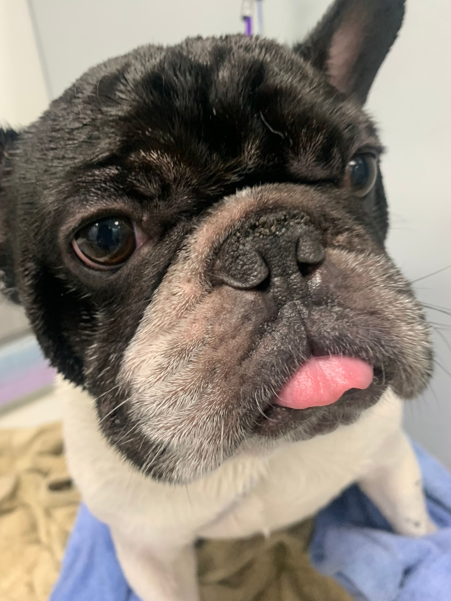 Close-up of a black-and-white French bulldog with its tongue out on a blue blanket.