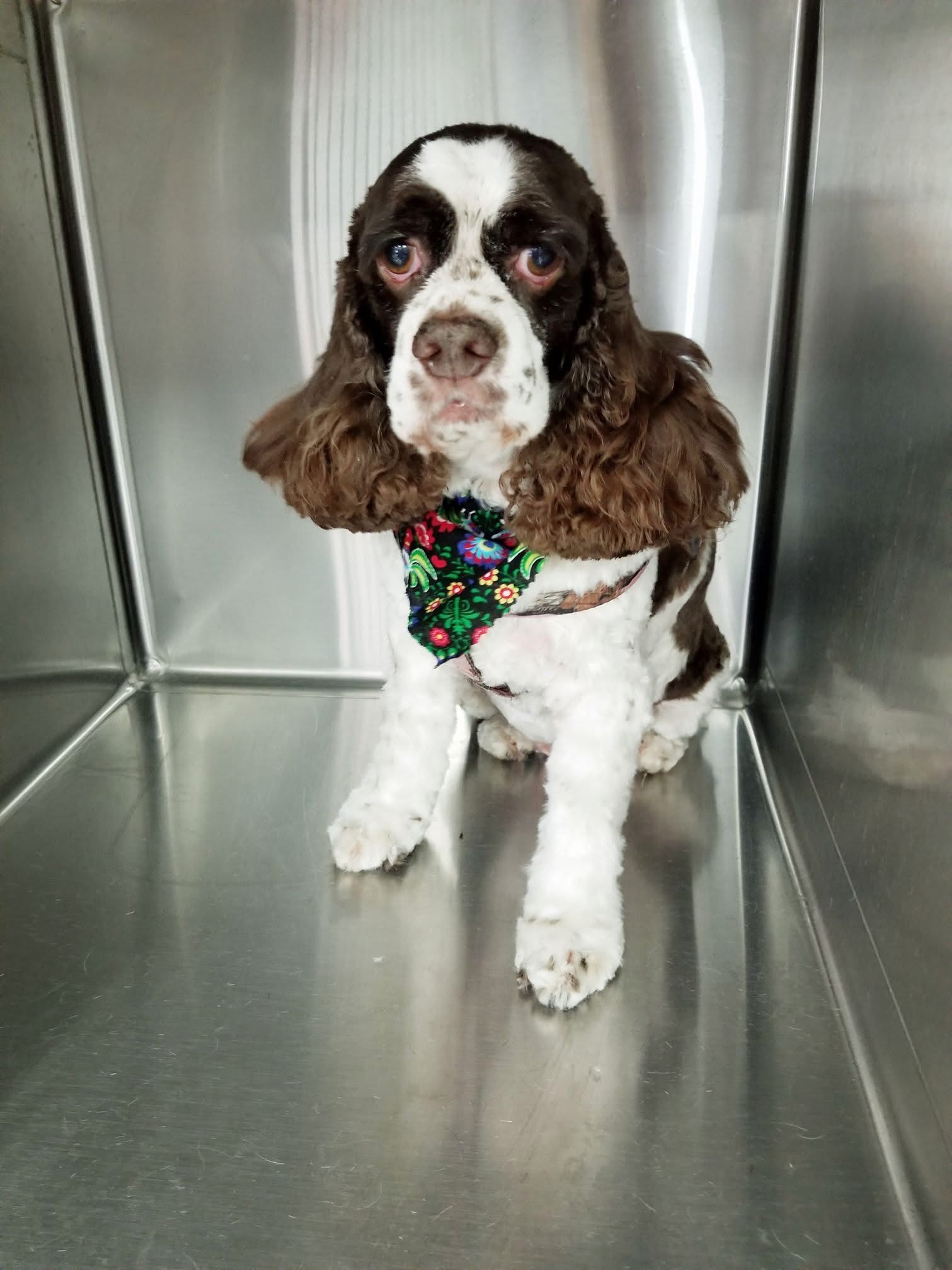 Brown-and-white dog with long ears wearing a floral bandana, sitting in a stainless steel kennel