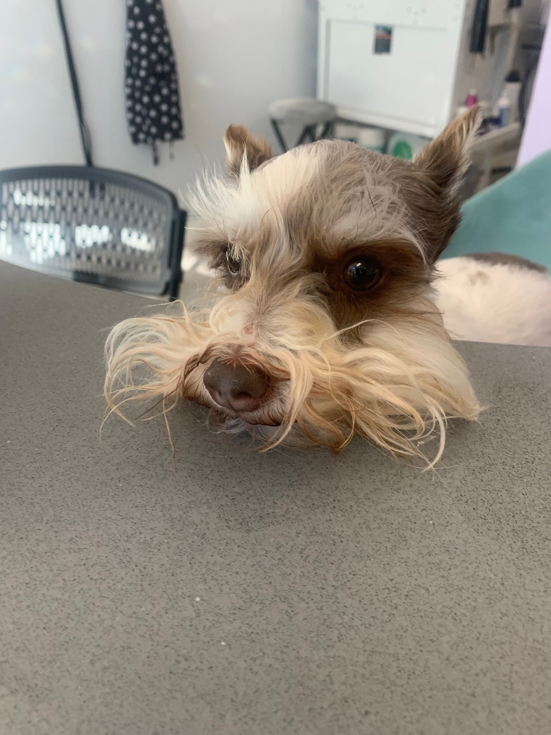 Small dog peeking over a counter with a scruffy beard in a kitchen, looking toward the camera