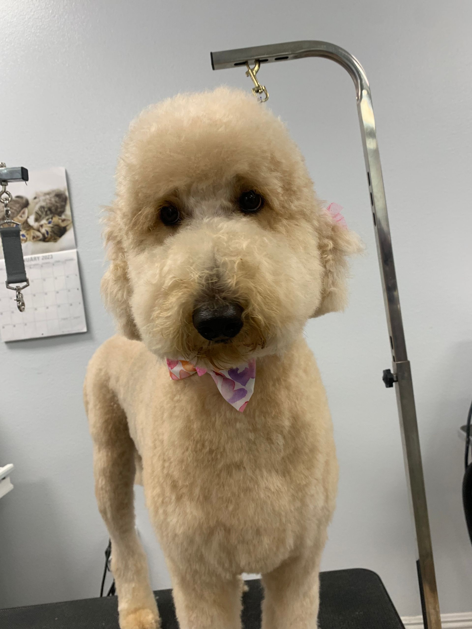 Curly tan poodle standing on a grooming table, wearing a pink bow