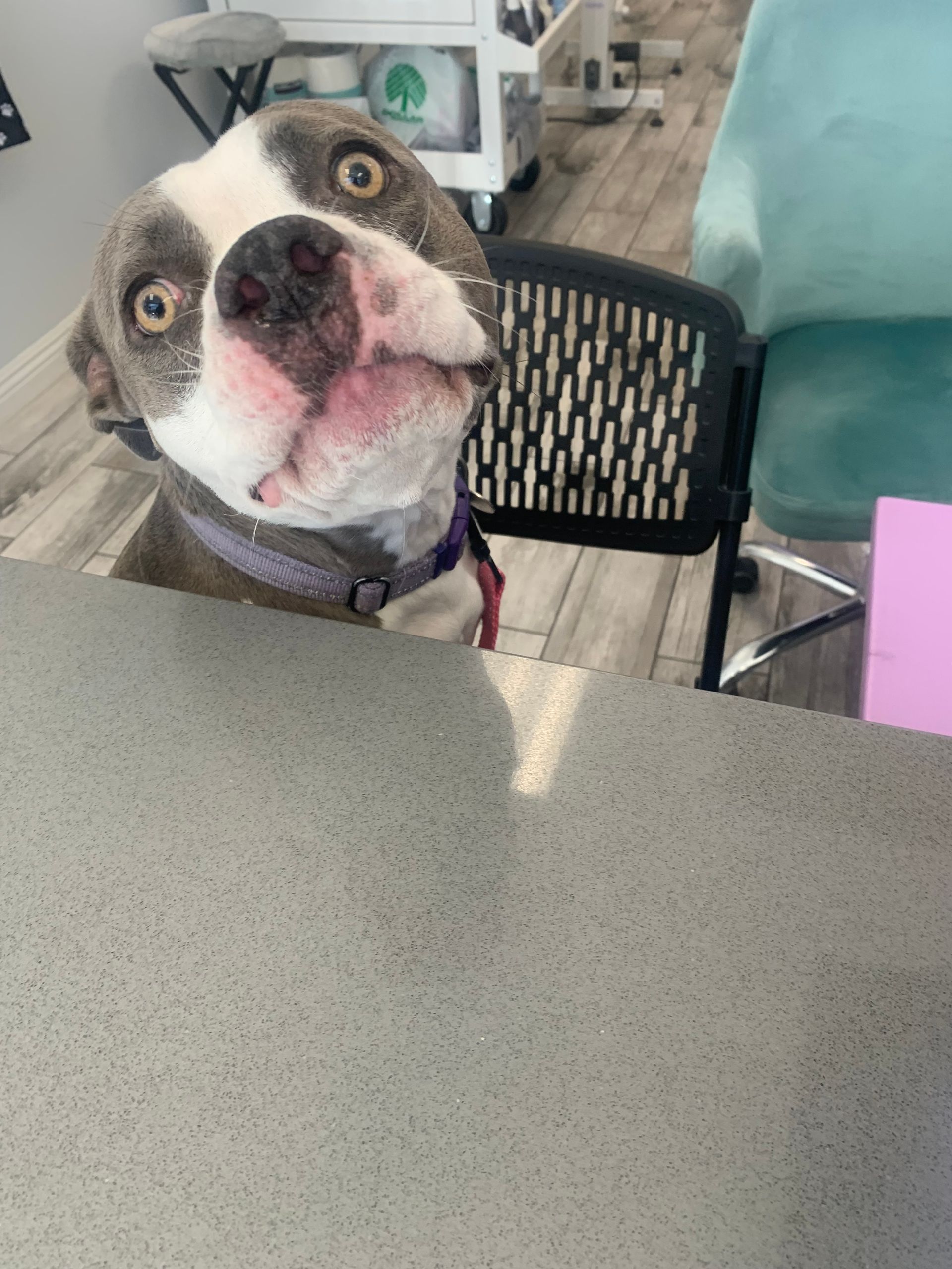 Curious bulldog peeking over a counter in a bright indoor room, looking up with wide eyes.
