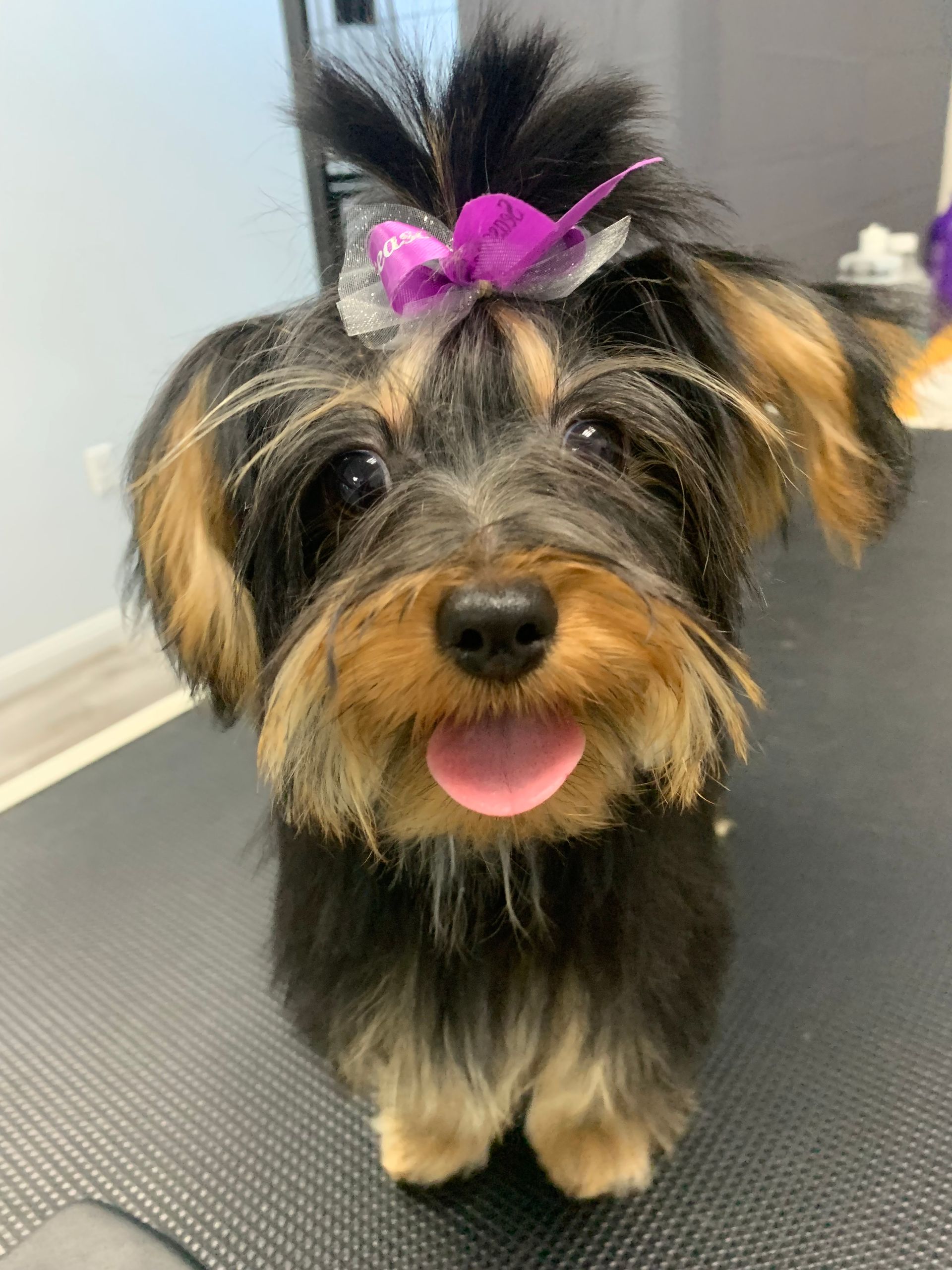 Small Yorkshire Terrier with a purple bow sitting on a grooming table, tongue out