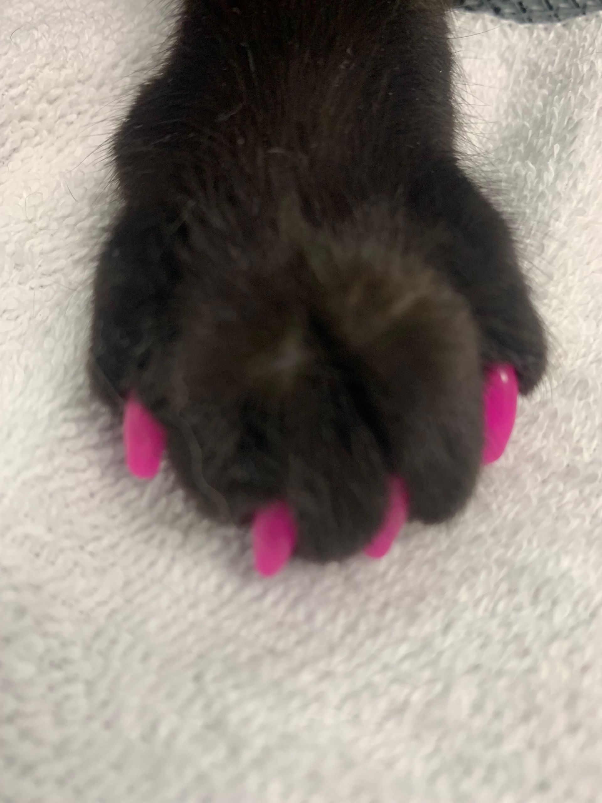 Black cat paw with bright pink painted claws on a white blanket