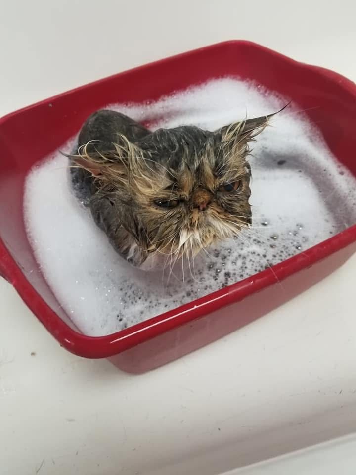 Tiny wet kitten sitting in a red tray filled with sudsy water