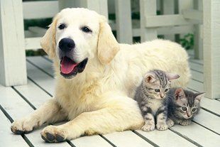 Dog and kittens