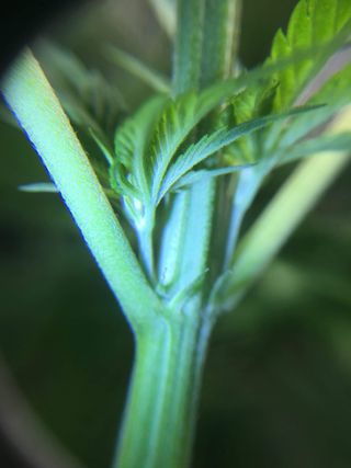 Cannabis flower buds