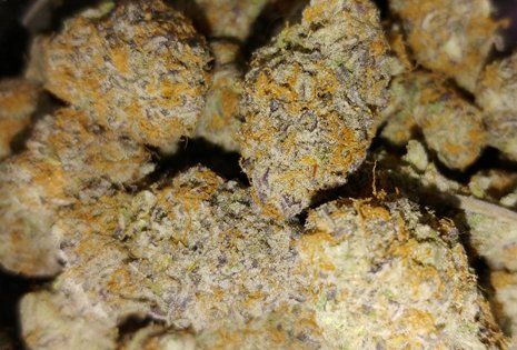 Cannabis purple punch