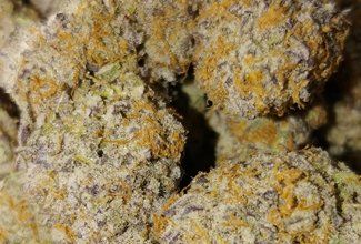 Purple punch cannabis
