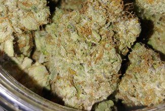 Neverland cannabis