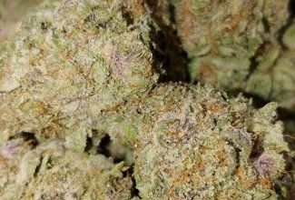 Tropic fusion cannabis