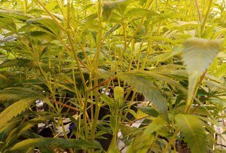 Cannabis undercanopy