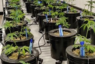 Cannabis on hydro pots