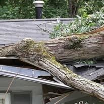 A large tree branch has fallen onto the roof of a house, causing damage to the shingles and gutter system.