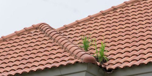 Two green plants growing out of a gap in red clay roof tiles on the corner of a house roof.