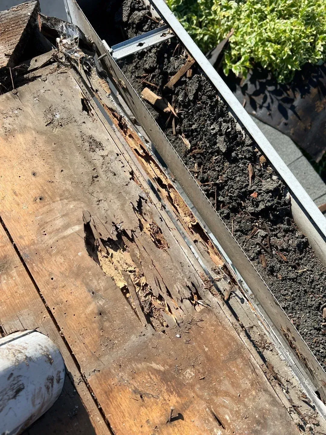 Rotting wood next to a gutter on a roof. Brown, deteriorated wood, metal gutter, and debris visible.