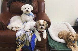 cute dogs on the couch