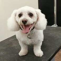 newly groomed dog