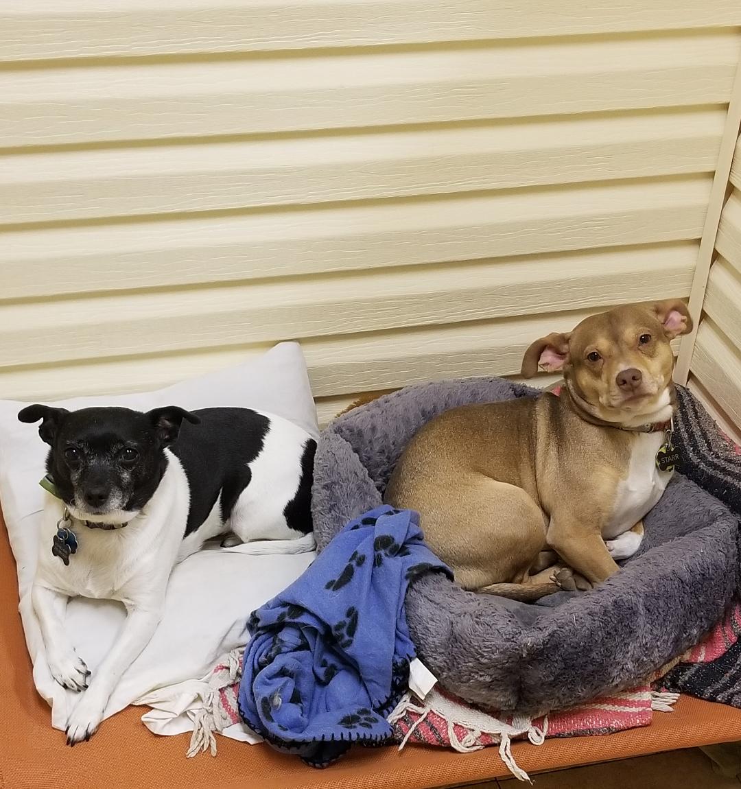 Boarding Services Pet Boarding Huntingdon Valley, PA