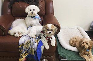 A group of small dogs are sitting in a chair.