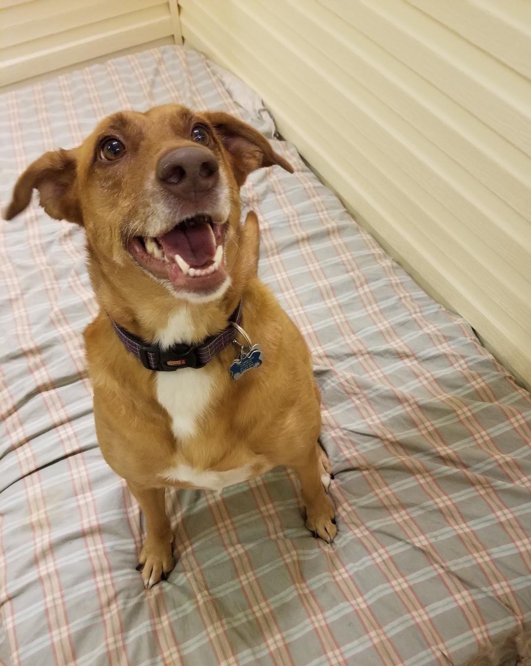 A brown and white dog is sitting on a bed with its mouth open.