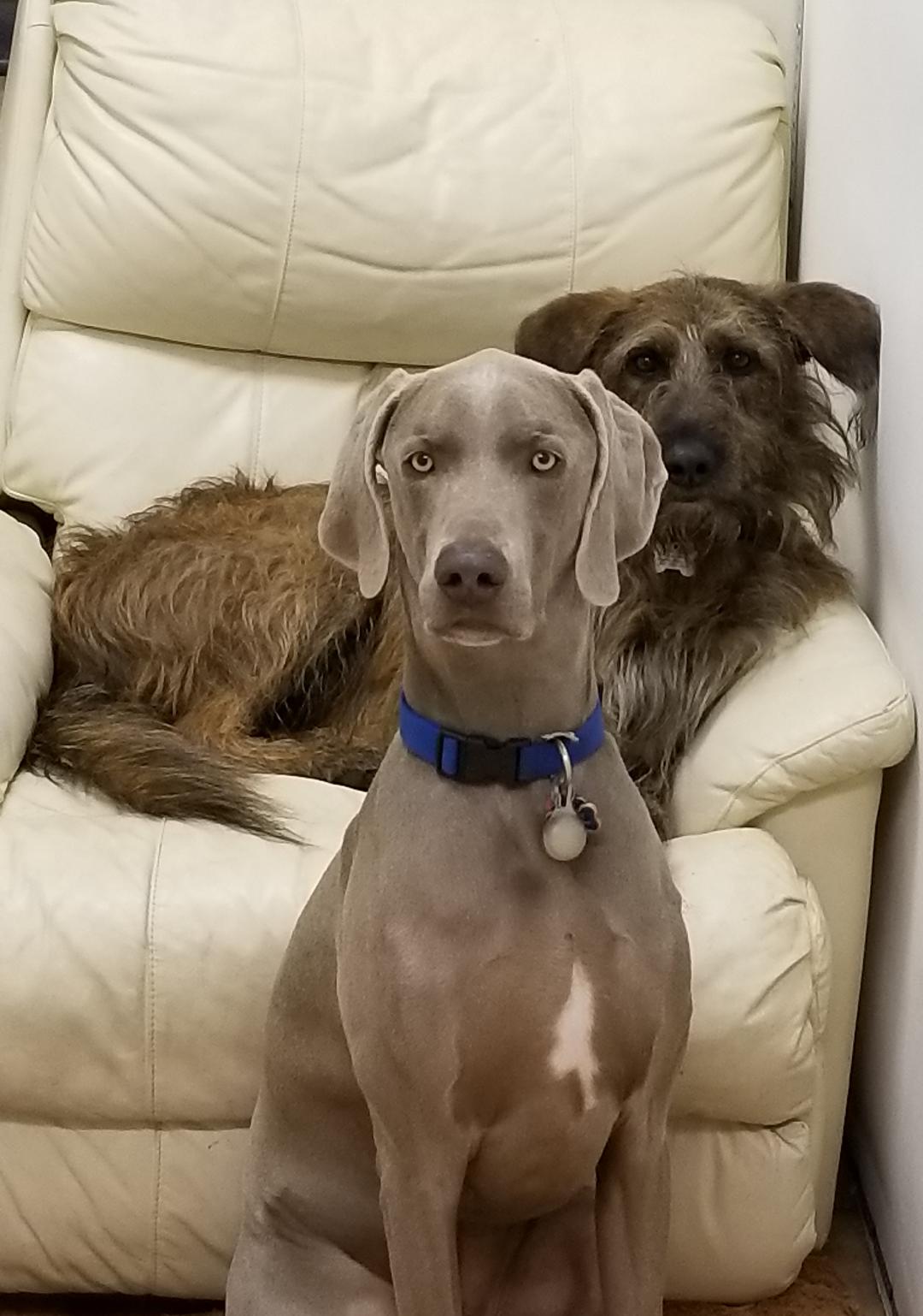 Two dogs are sitting next to each other in a chair