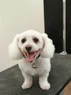 A small white dog is standing on a grooming table.