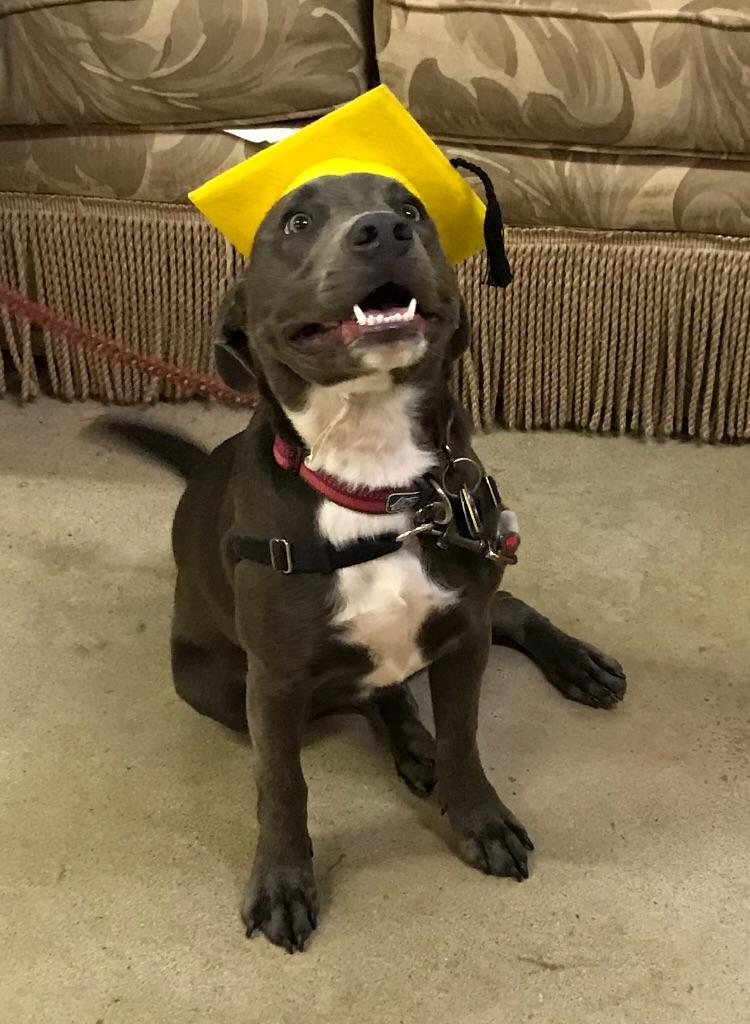 A dog wearing a yellow graduation cap is sitting on the floor