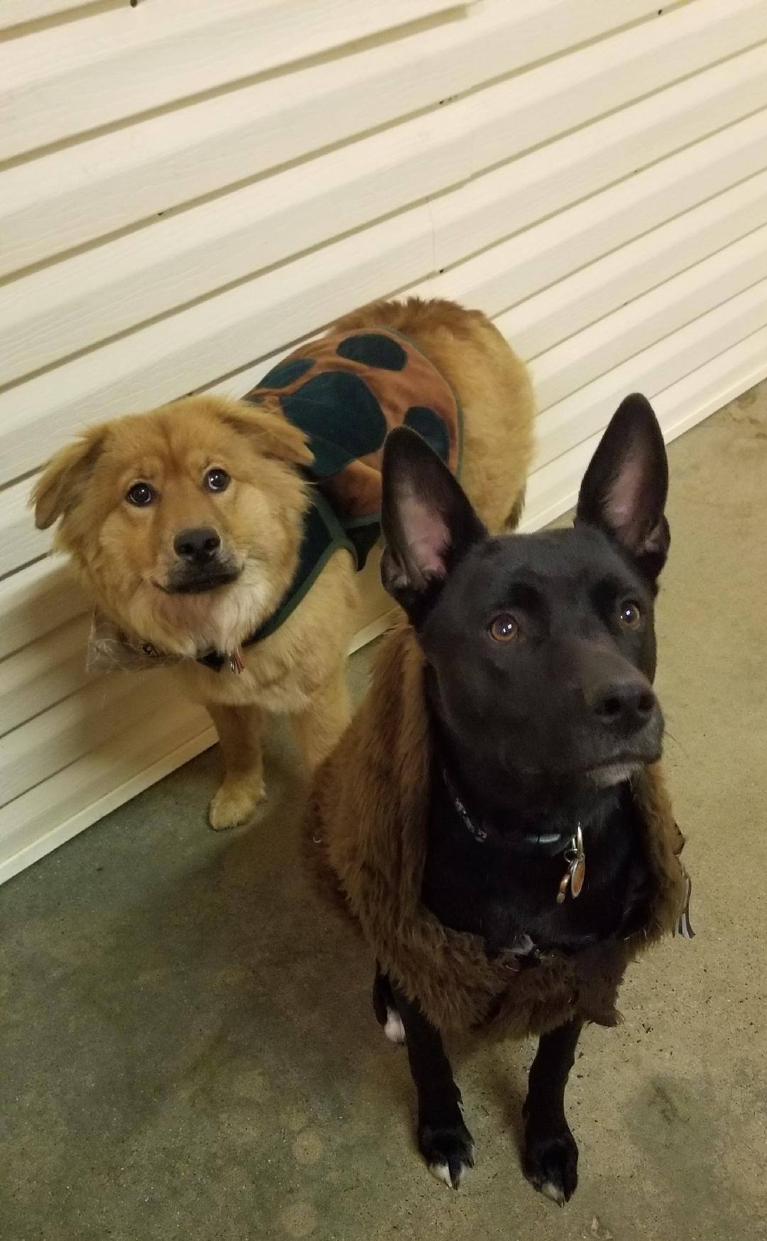 A brown dog and a black dog are standing next to each other