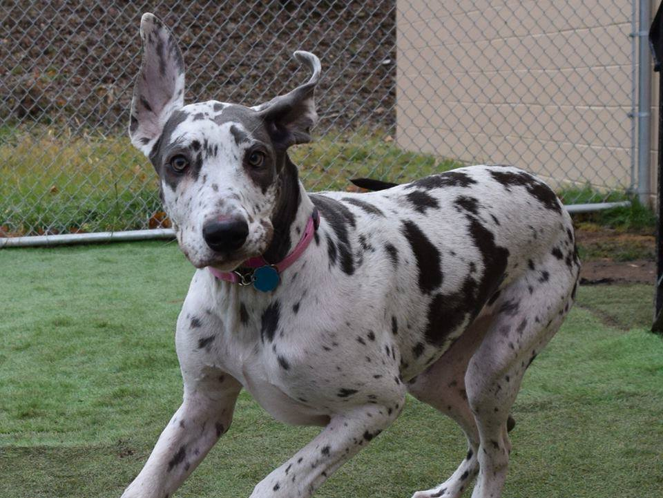 A dalmatian dog is running on a lush green field