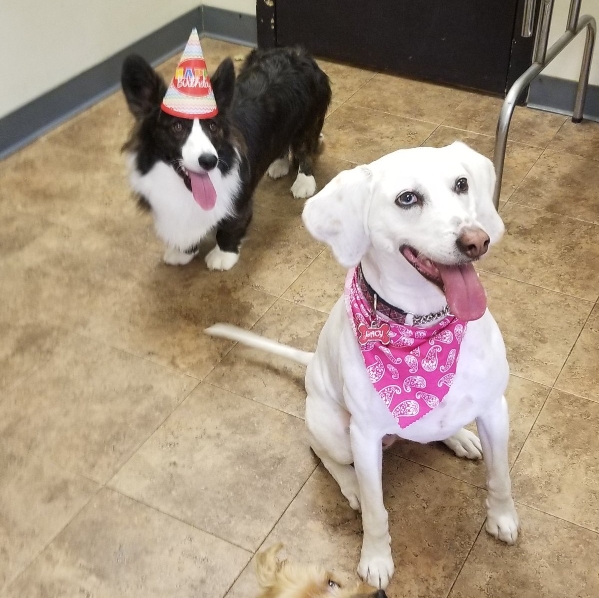 A black and white dog wearing a birthday hat and a white dog wearing a bandana