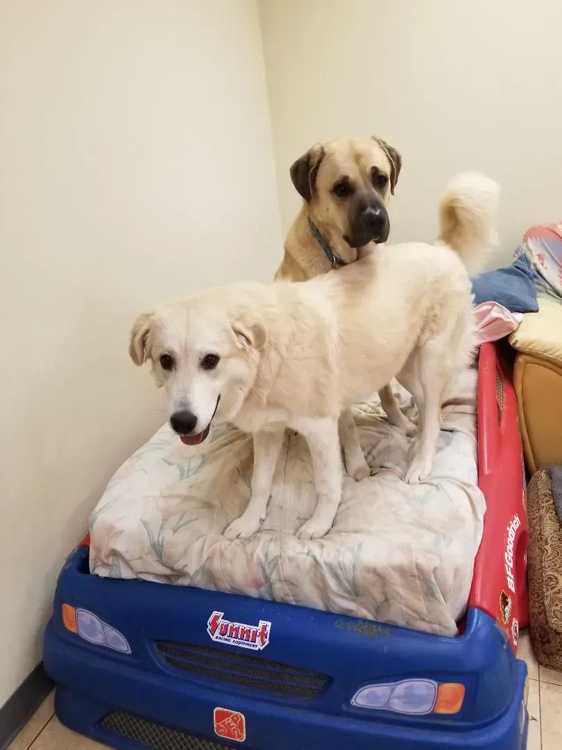 Two dogs standing on top of a toy car bed
