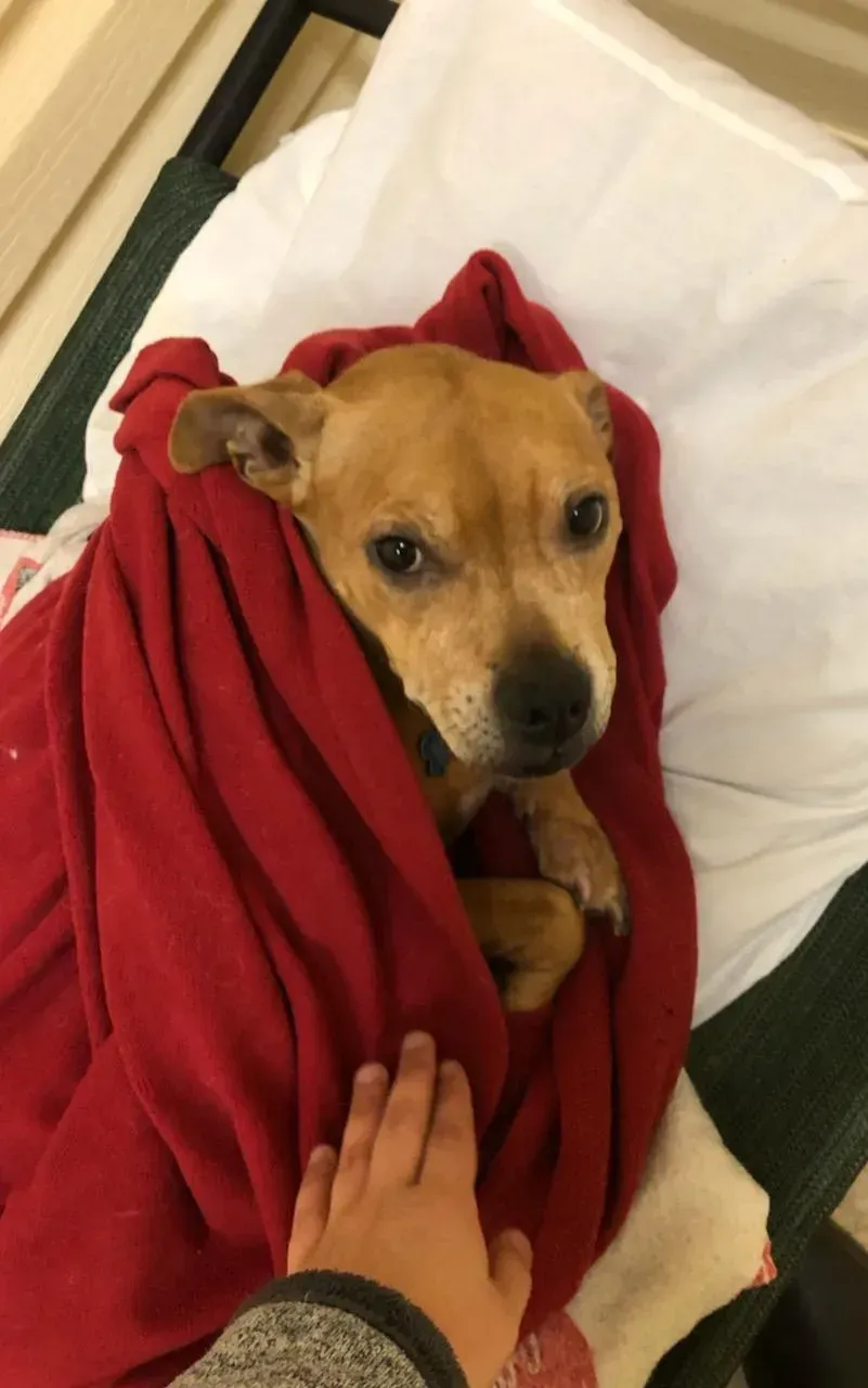 A small brown dog wrapped in a red blanket