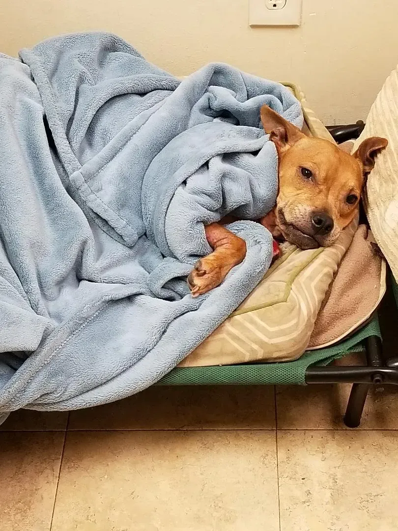A dog wrapped in a blue blanket is laying on a dog bed.