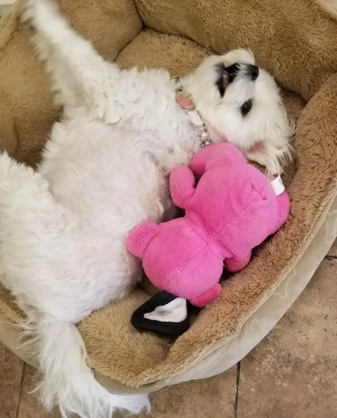 A white dog is laying in a dog bed with a pink teddy bear
