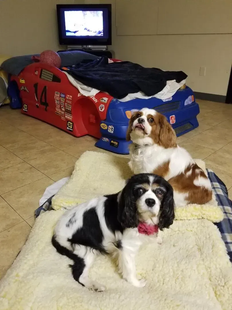 Two dogs laying on a blanket in front of a bed with the number 14 on it