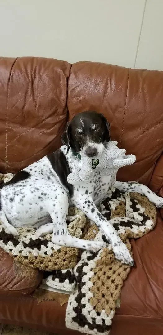 A black and white dog is laying on a couch with a blanket.