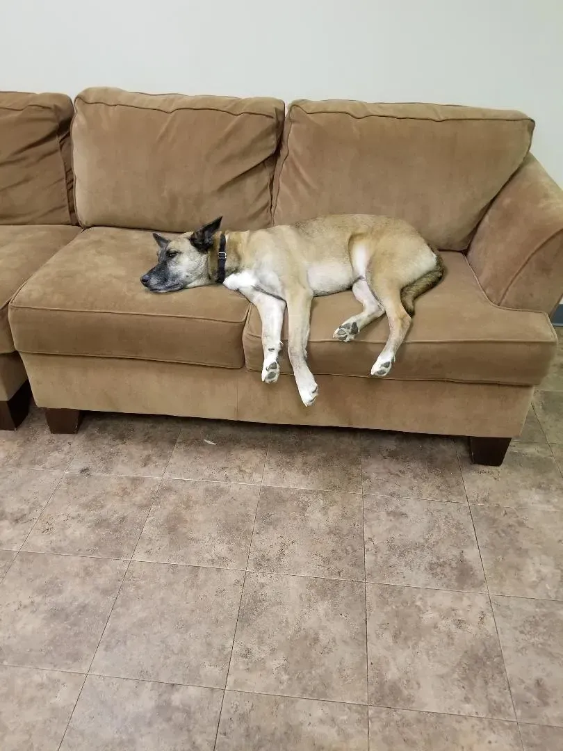 A dog is laying on a couch in a living room.