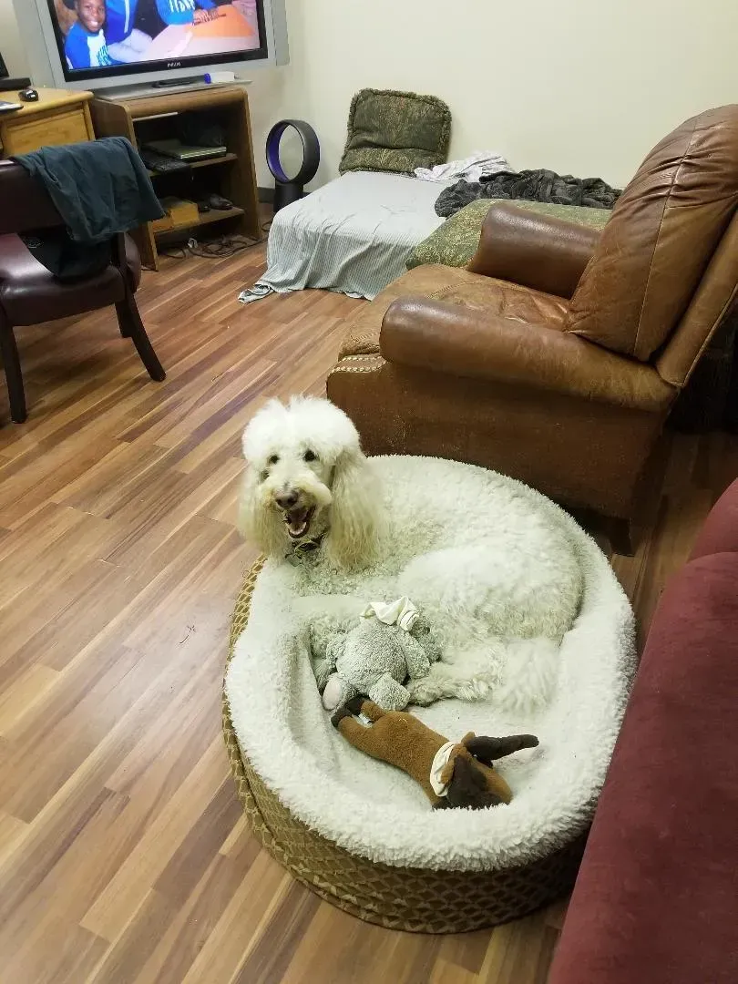Two dogs are laying in a dog bed in a living room.