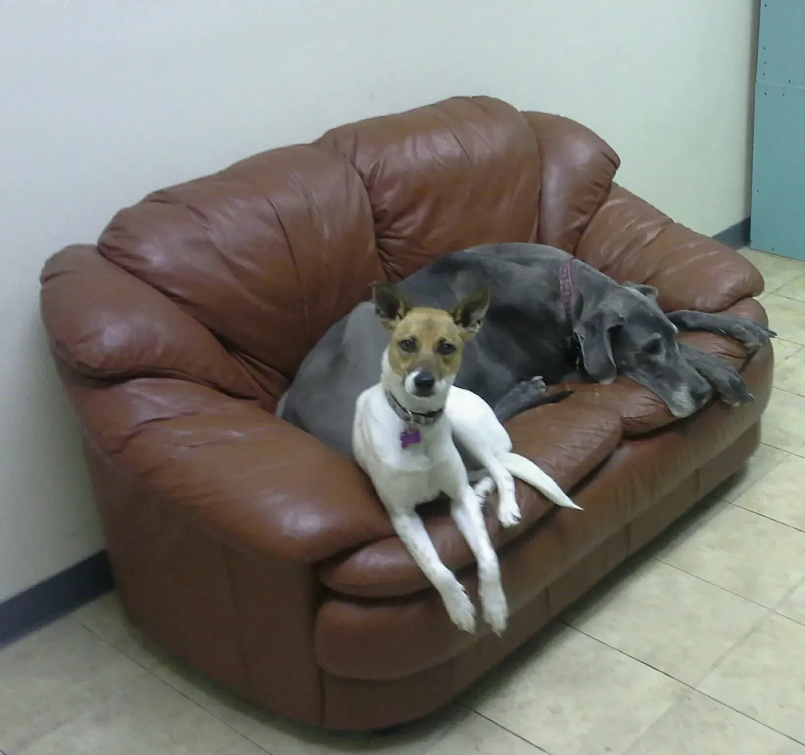 Two dogs are laying on a brown leather couch