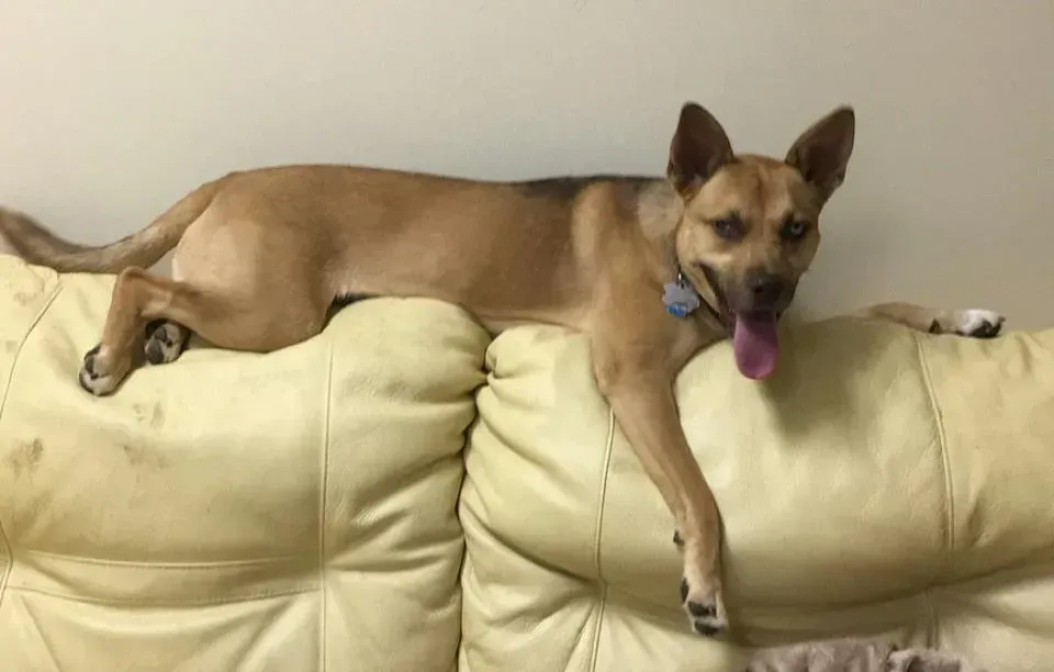 A dog is laying on a couch with its tongue hanging out.
