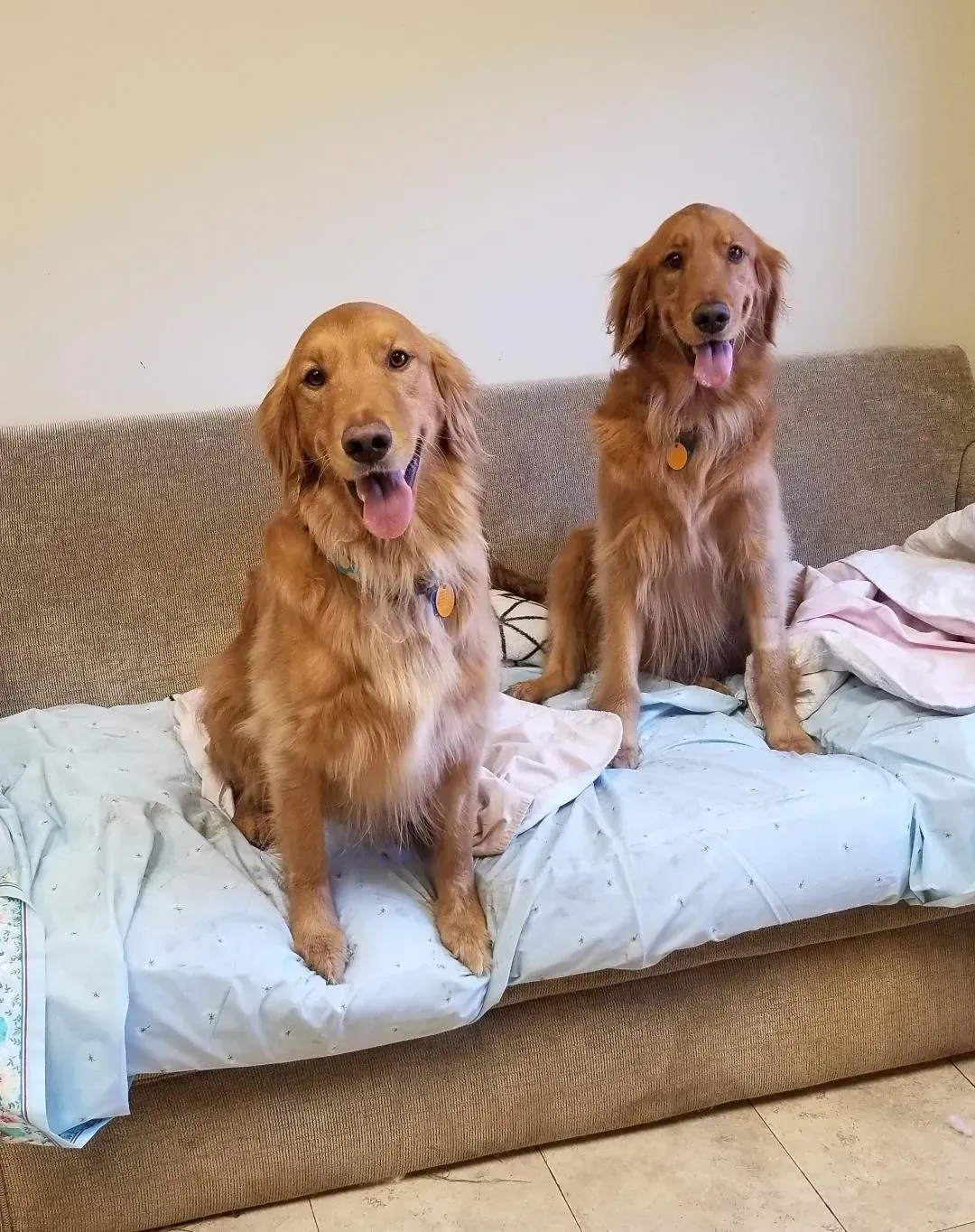 Two dogs are sitting on a couch with their tongues out