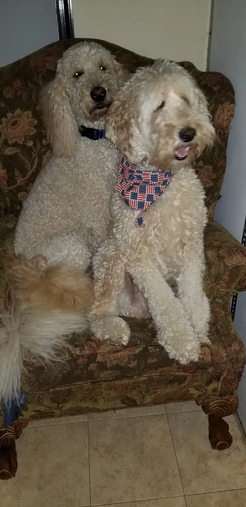 Two small white dogs are sitting on a chair.