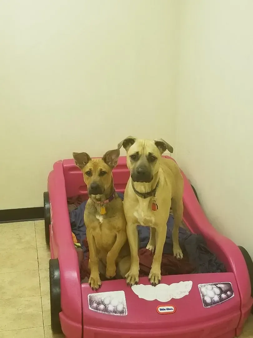 Two dogs are sitting in a pink car bed