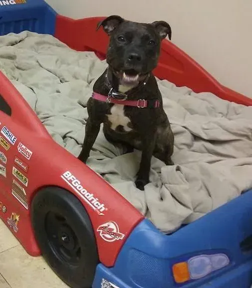 A dog is sitting in a bed that looks like a race car