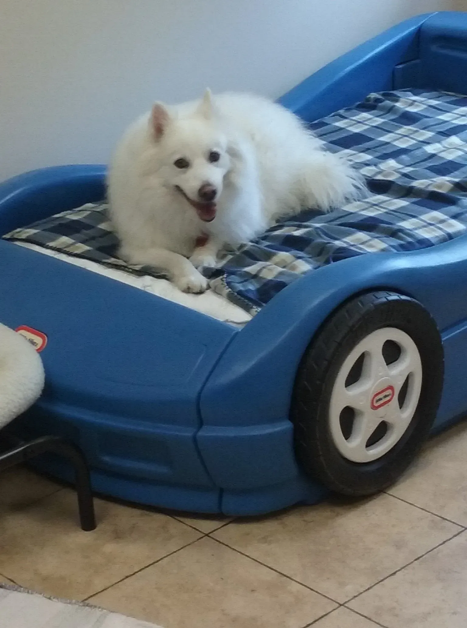 A white dog is laying on a blue car bed